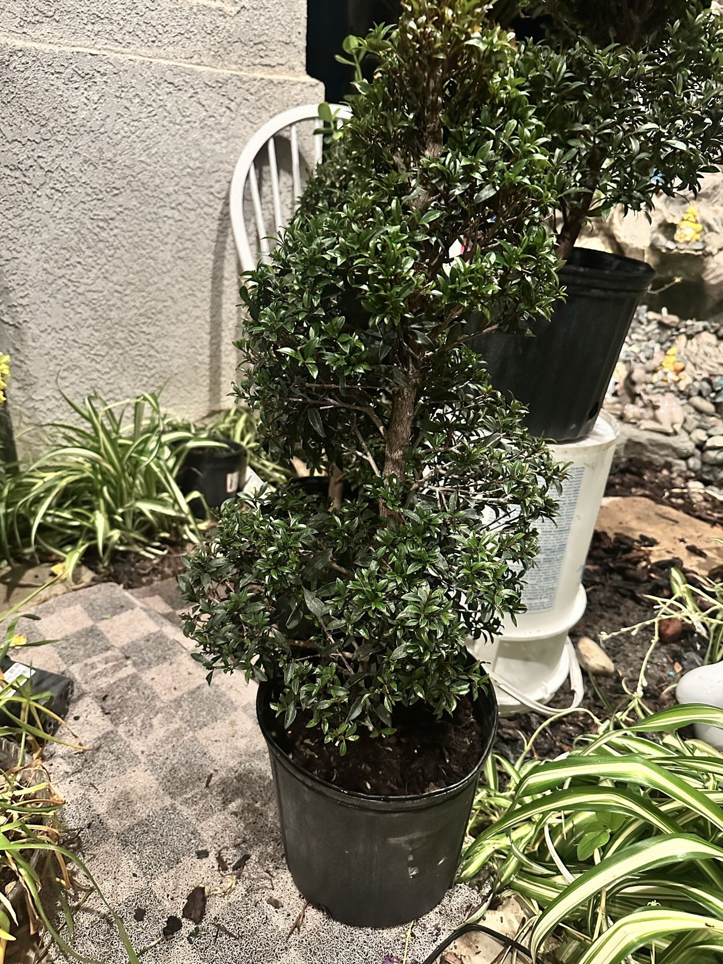 SPIRAL. TOPIARY. EUGENIA