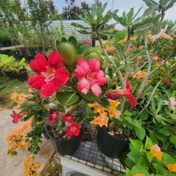 Desert Roses For Sales 3gallon 