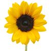 Sunflower88