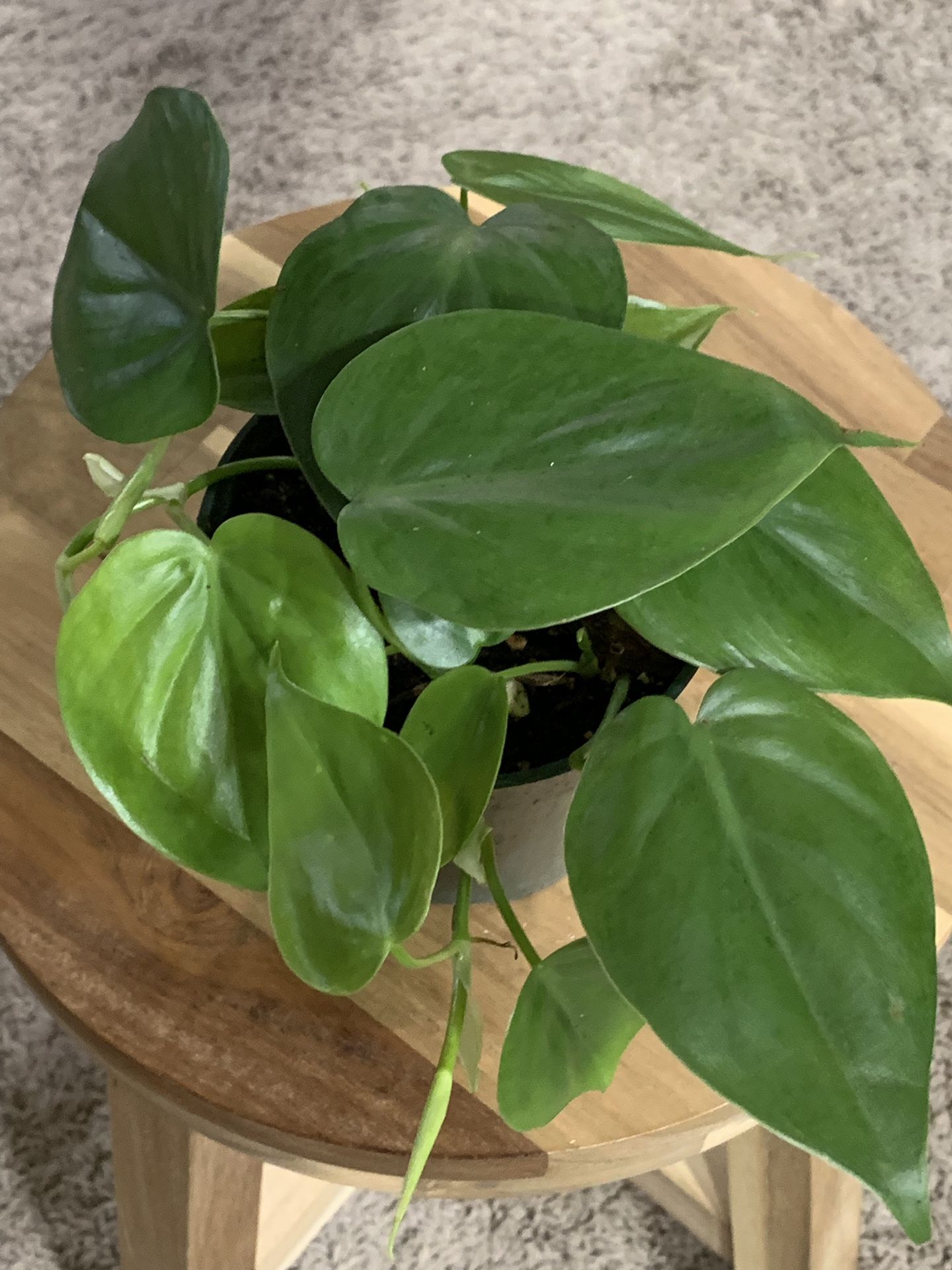 Philodendron Condatrum (Real!)