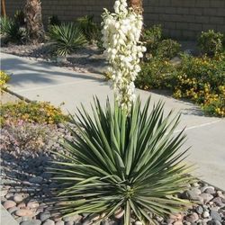 Yucca Plant