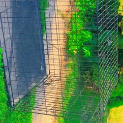 Cage ( Dog) 