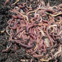 100 Red wiggler composting worms