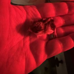 Button quail 