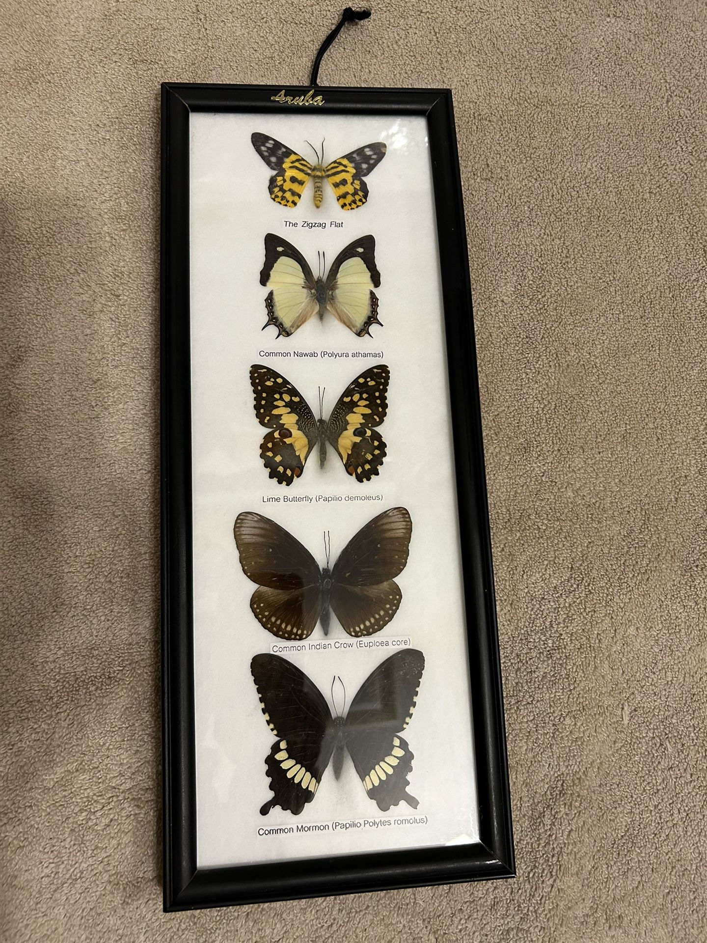 Real Framed Butterfly Collection Artwork With 5 Specimens Of Butterflies With There Names Under Them