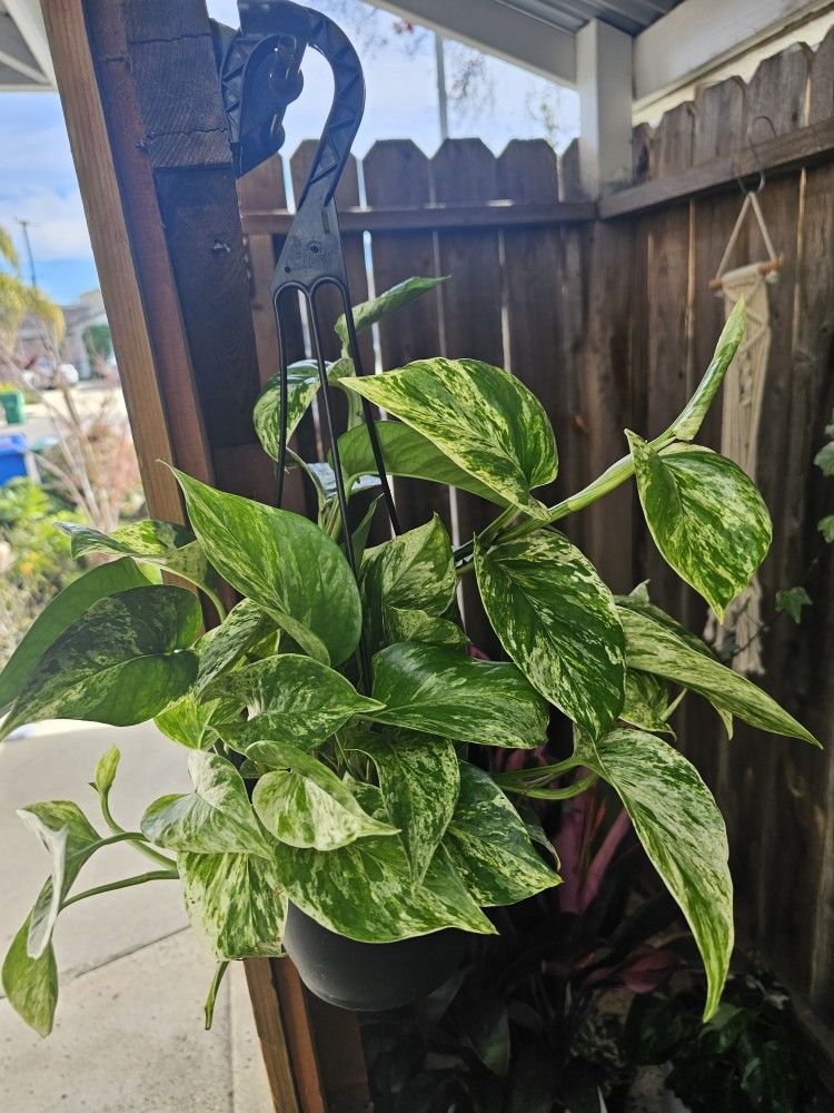 Marble Pothos