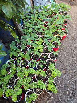 Tamarind plants
