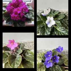 Ropa/plantas 