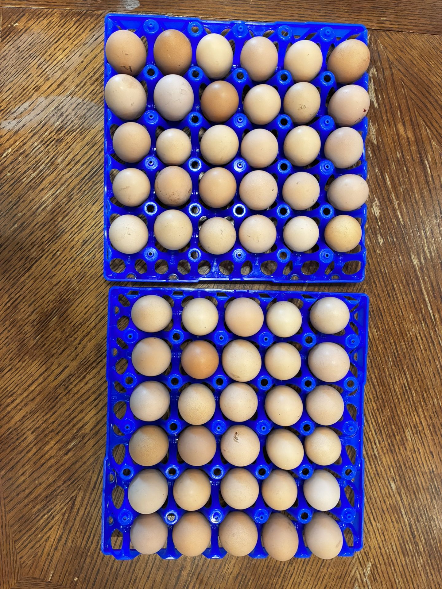 Fresh Fertilized Eggs