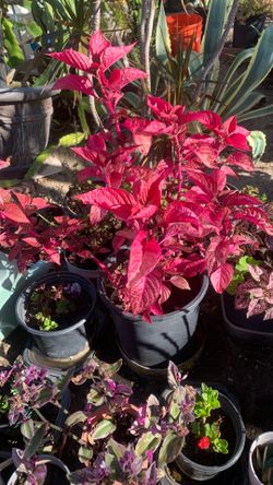 Beautiful plant