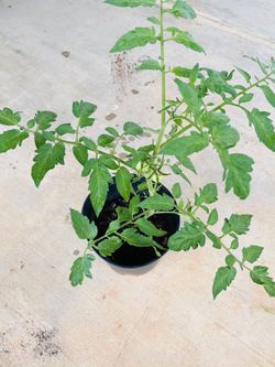 Tomato Plants (Organic)