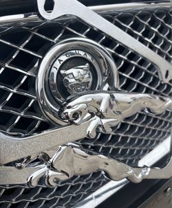 Jaguar 🐆