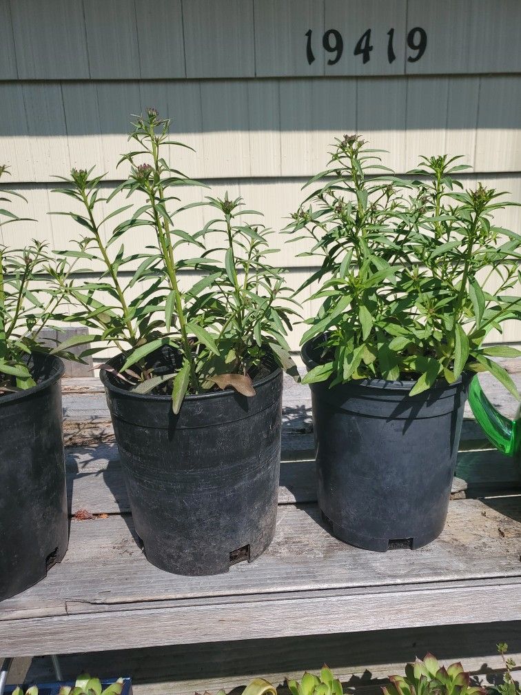 Candytuft Plant Each $5