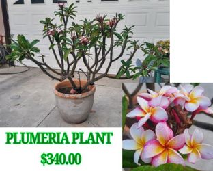 Plumeria Plant
