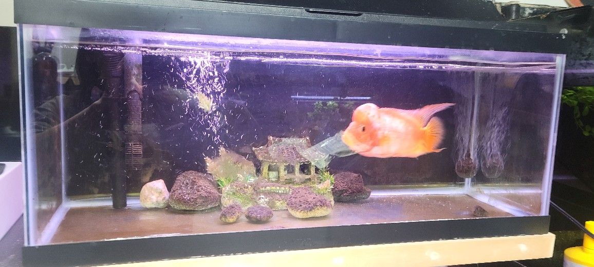 20 Gallon Fish Tank (Bare Tank)