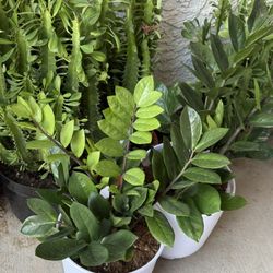🩷DONE with FUSSY HOUSEPLANTS ?Grow the ZZ plant🩷$40 EACH. Read Description pls