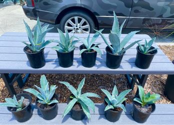 Blue Agave 1 Gallon- Beautiful & Fast Growing $15 Each Or 3 For $40
