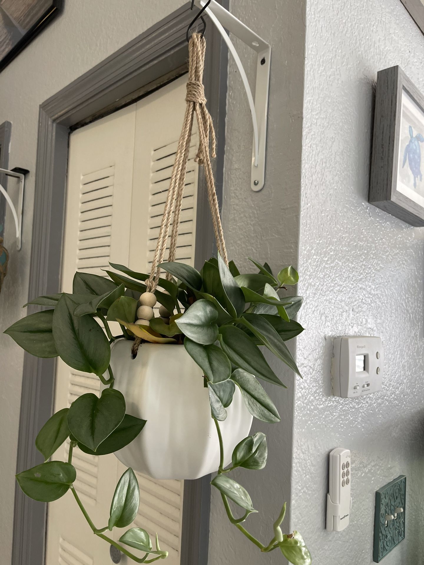 Silvery Hanging Vine-like Plant