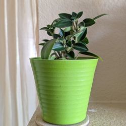 Healthy Beautiful Indoor Plant(Peperomia)
