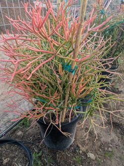 $75 Each Stick Cactus 