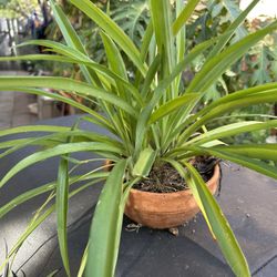 Planta