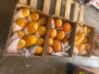 Papayas $25 la caja solo hoy