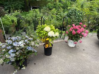 Patriotic hydrangeas —