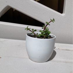 Jade Tree 