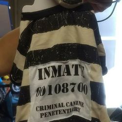 Halloween Dog Costumes 🎃 Starting at $10 And Up