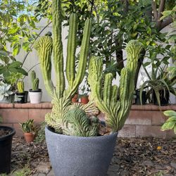 Humongous Monstrose San Pedro Cactus