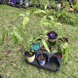 Mango Tree Seedlings *$3 to $5* 🔻See Below🔻 Some Are Fiberless Beverly Mangoes