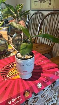 Queen Of The Night Plant