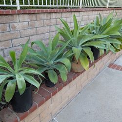 Fox Tail Agave (Attenuate)