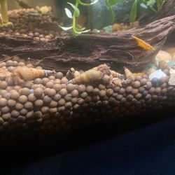 Cone Snails 