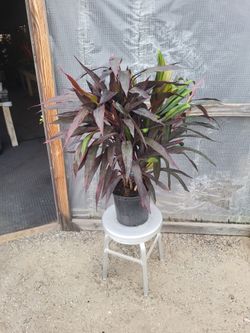 Cordyline Plant 10" Nursery Pot