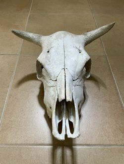 Taxidermy Steer Head
