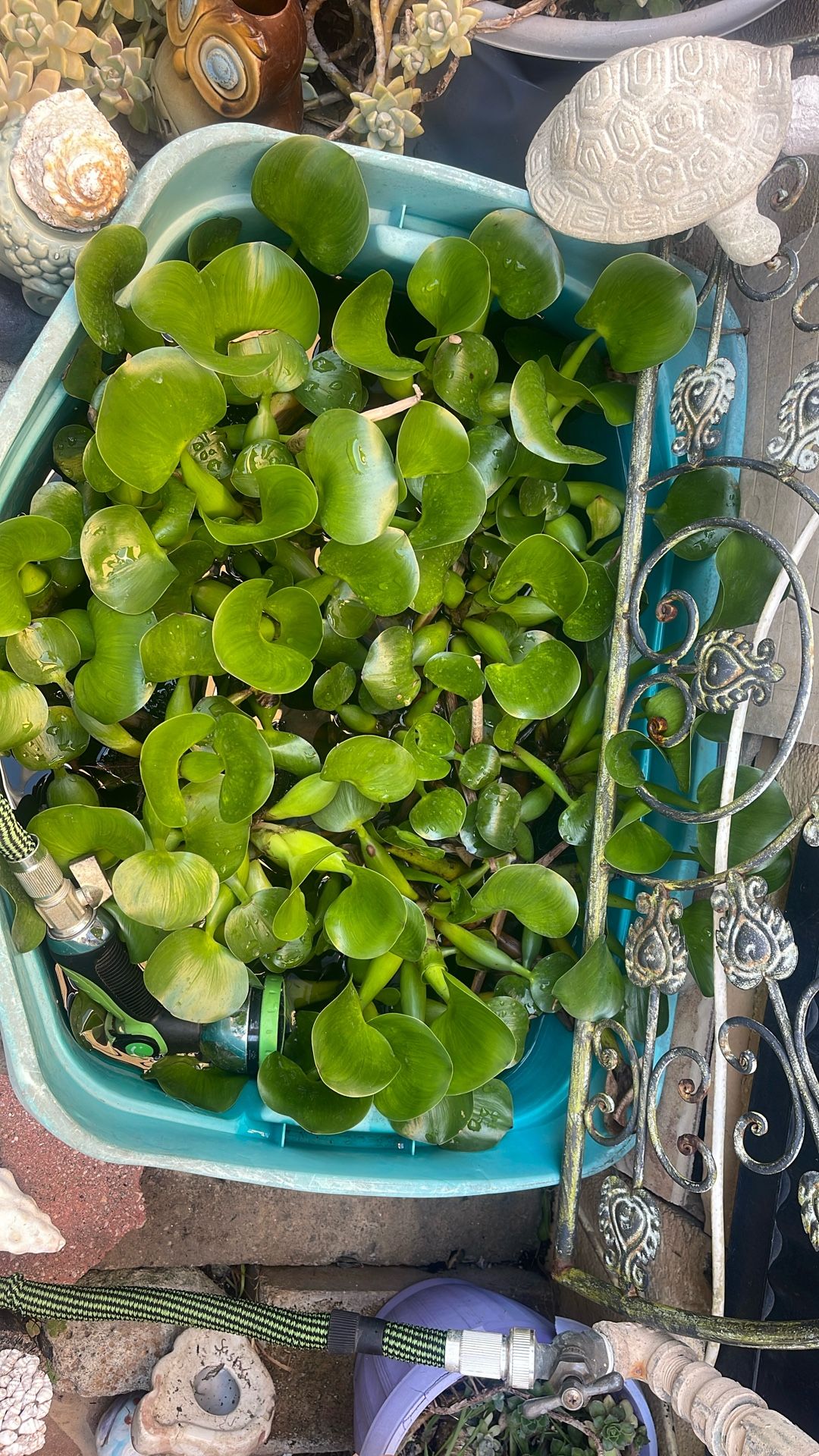 SUCCULENTS