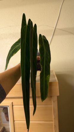 Anthurium Warocqueanum large