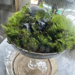 ❤️Bioactive Terrarium In Crystal Martini Glass❤️ Unique Valentines Day Gift 