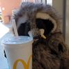 RACCON GAS