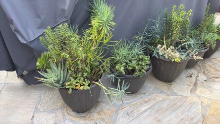 Succulent