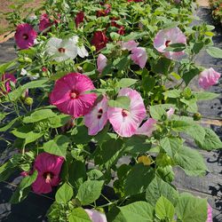 Hardy Hibiscus 2 gallons PLANTS ARRIVE, BEAUTIFUL AND HEALTHY. $20 EACH. First come first serve.