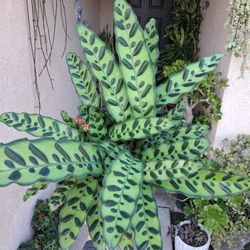 Calathea Rattlesnake Plant $33