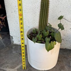 Cactus In Planter
