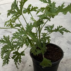 Citronella Plants