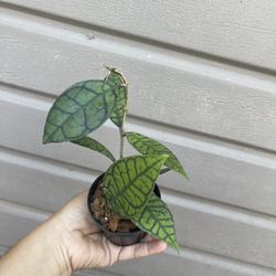 3” hoya callistophylla
