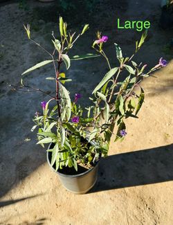 Mexican Purple Petunia Plant
