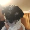 Pupneeds4everhome