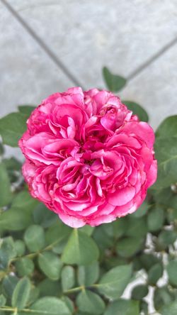 š¹š Love Me, Love Me Not Rose ā Gorgeous Giant Blooms & Beautiful Fragrance!