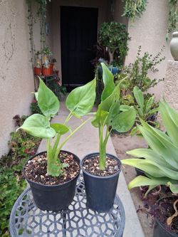 Alocasia Cucullata Plant $15 & $25